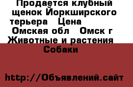 Продается клубный щенок Йоркширского терьера › Цена ­ 15 000 - Омская обл., Омск г. Животные и растения » Собаки   